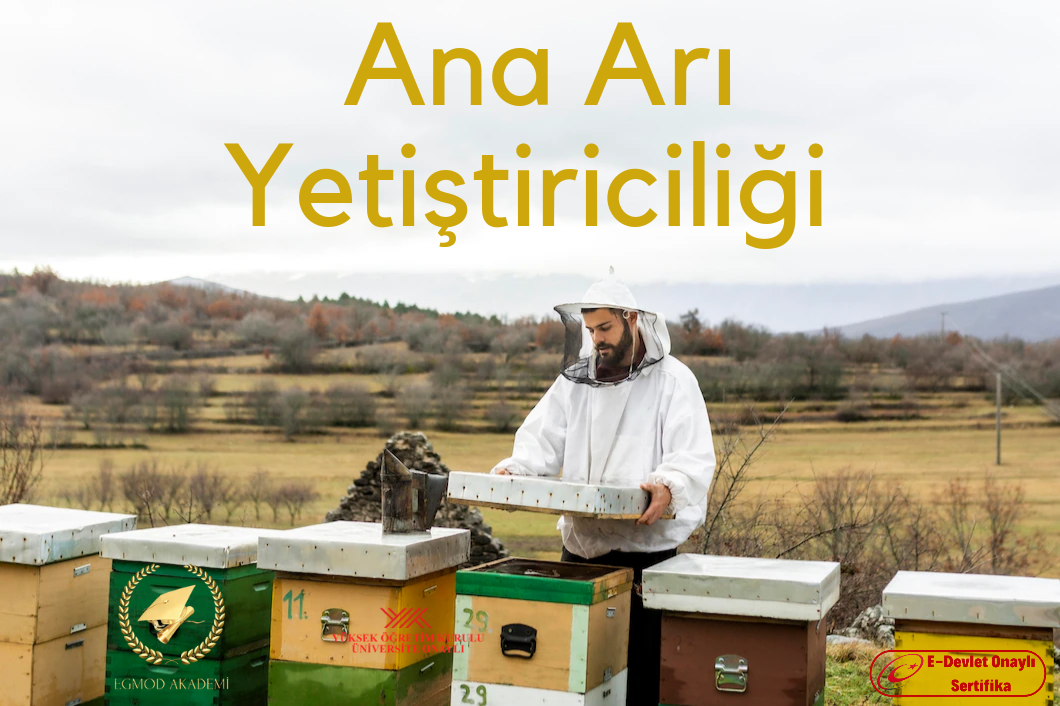 Ana Arı Yetiştiriciliği