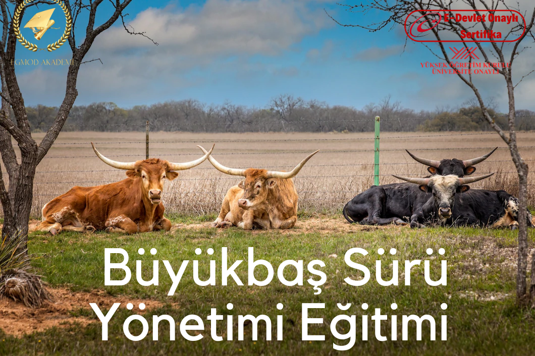 Büyükbaş Sürü Yönetimi Eğitimi