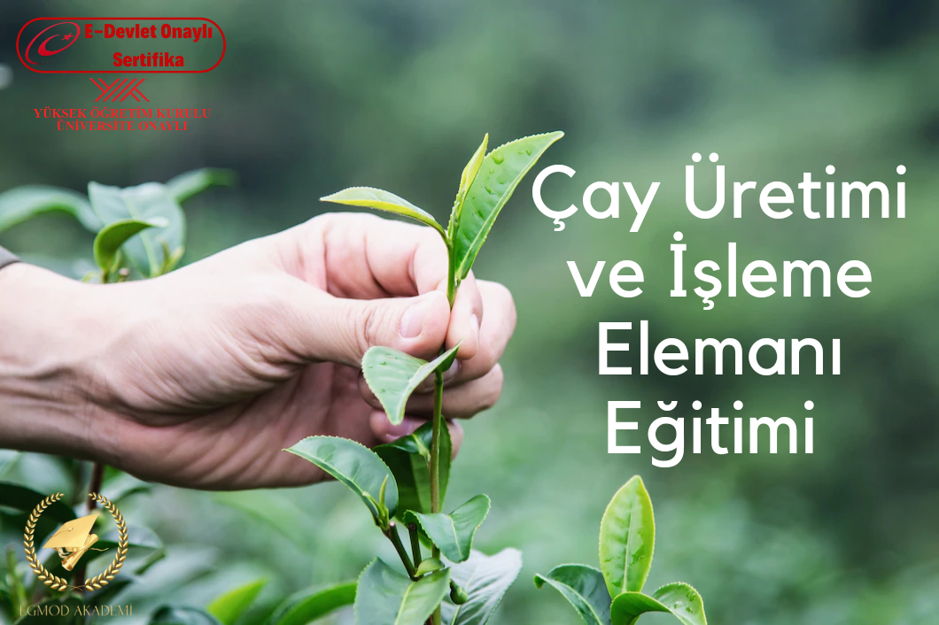 Çay Üretimi Ve İşleme Elemanı Eğitimi