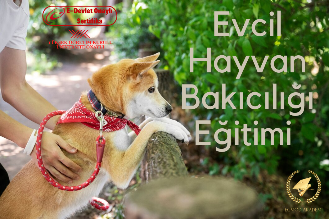 Evcil Hayvan Bakıcılığı Eğitimi