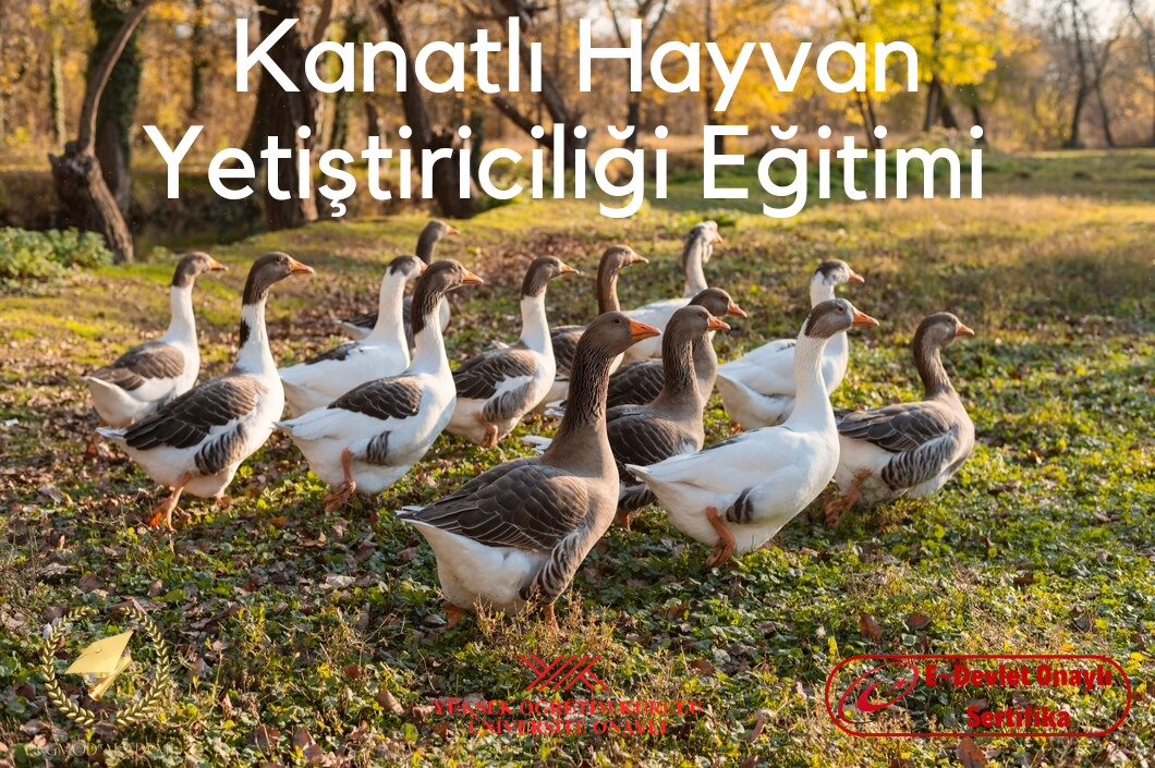 Kanatlı Hayvan Yetiştiriciliği Eğitimi