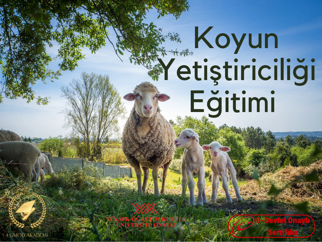 Koyun Yetiştiriciliği Eğitimi