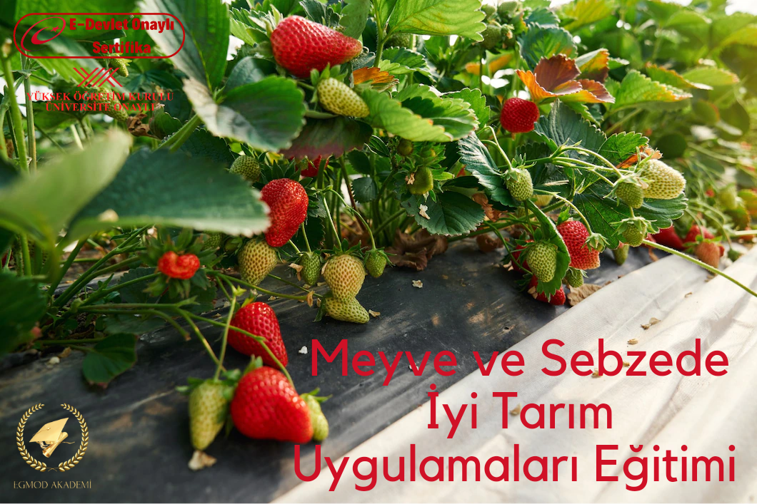 Meyve Ve Sebzede İyi Tarım Uygulamaları Eğitimi