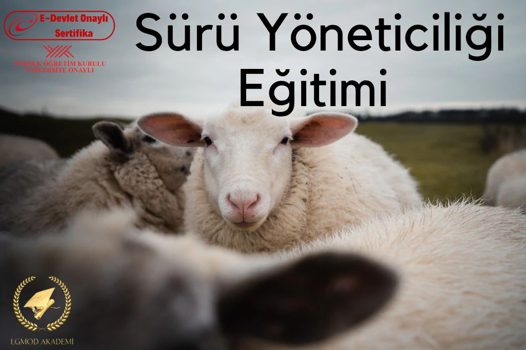 Sürü Yöneticiliği Eğitimi