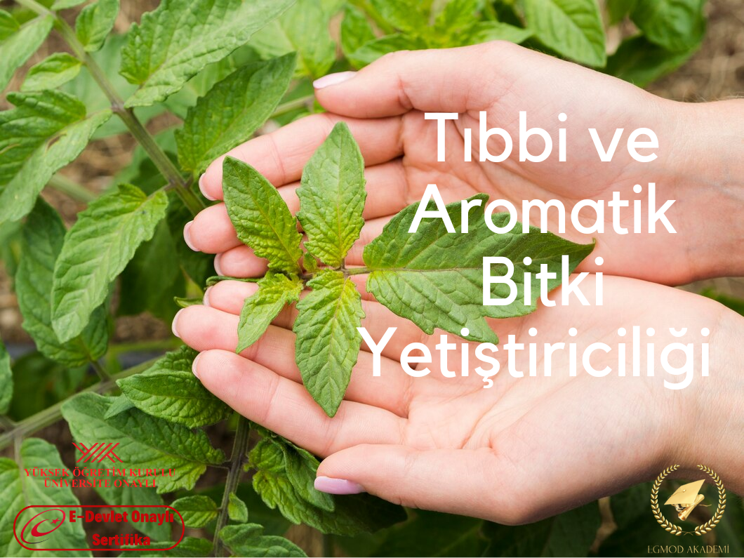 Tıbbi Ve Aromatik Bitki Yetiştiriciliği